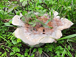 Bleeding broadleaf crustÂ & x28;Stereum rugosum& x29;Â is very common, is visible throughout the year and yet is easily overlooked